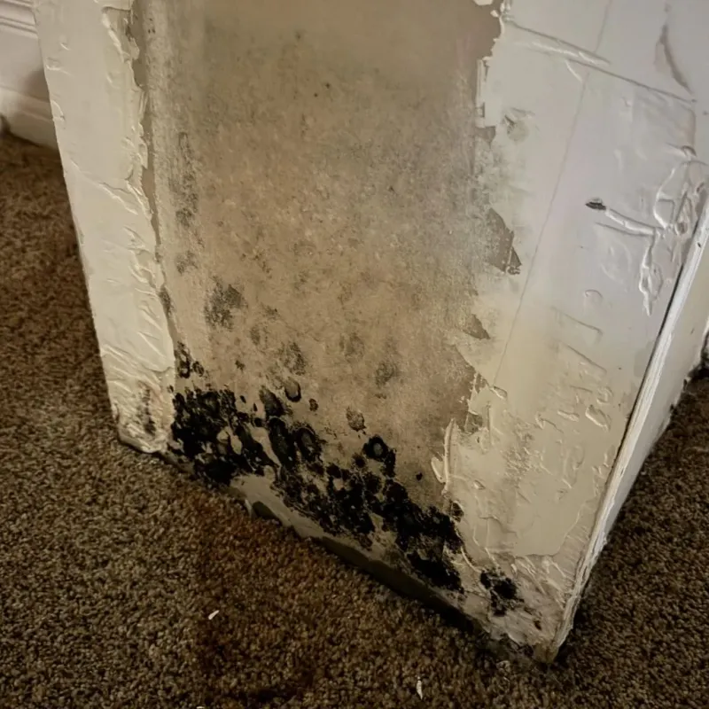 Professional Mold Removal in Gower, MO
